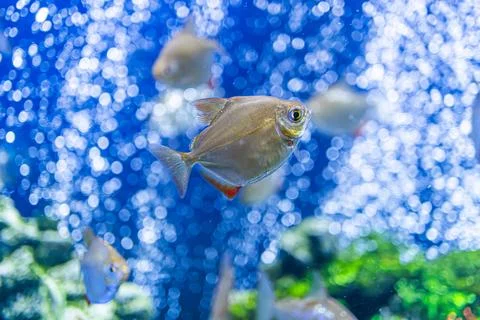 Close-up view of several swimming fish under bright lighting, moving towards  Stockfoto's
