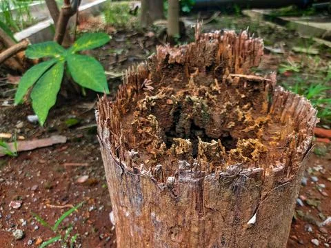 Close-up View of a Severely Decayed and Rotting Tree Stump with Intricate W.. Stock Photos