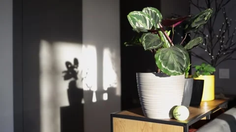 Close up view of shadow of plant on the wall in new house. Stock Footage 255232329
