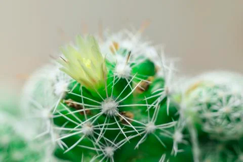 Close-up view. shallow depth of field. green cactus as a top view. Stock Photos