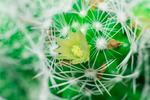 Close-up view. shallow depth of field. green cactus as a top view. Stock Photos