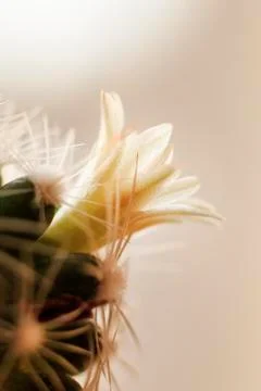 Close-up view. shallow depth of field. green cactus as a top view. Stock Photos