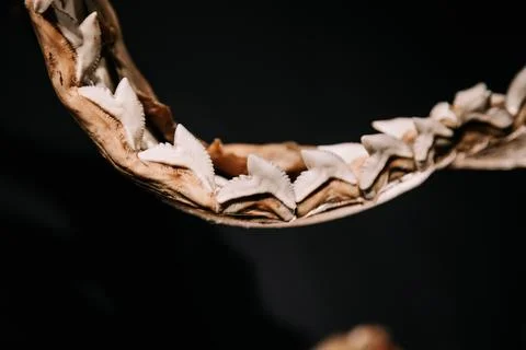 Close up view of shark jaw teeth. Dark moody atmosphere highlighting predator Stock Photos