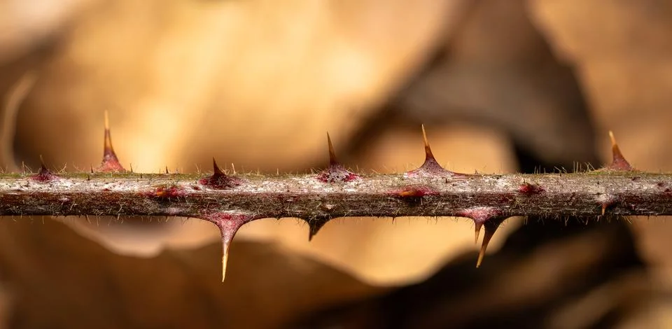 Close-Up View of Sharp Thorns on a Plant Stem Against a Blurred Golden Back.. 库存照片