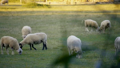 Close view of sheep eating fresh green grass in rural pasture during warm sunset Vidéo 329320210