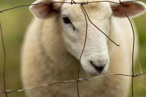 A close view of a sheep looking through a barbed wire fence in a lush green.. Foto stock