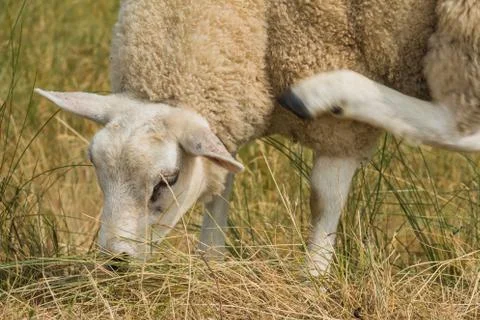 An up close view of a sheep multi tasking eating scratching Stock Photos