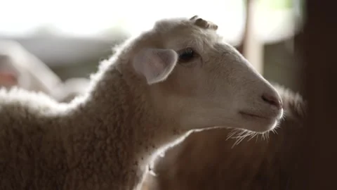 Close-up view of sheep's head from the right Stock Footage 263697964