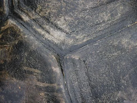 Close up view of the shell texture of the Seychelles turtle Stock Photos