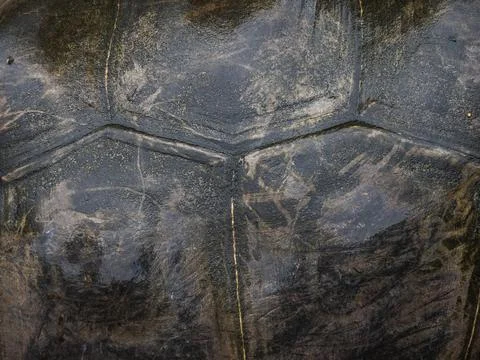Close up view of the shell texture of the Seychelles turtle Stock Photos