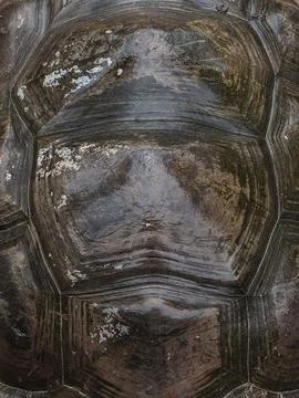 Close up view of the shell texture of the Seychelles turtle Photos