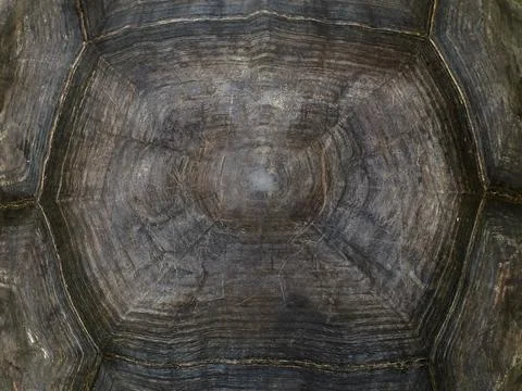 Close up view of the shell texture of the Seychelles turtle Stock Photos