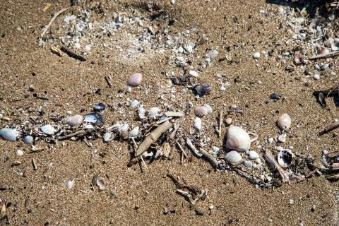 Close up view of shells in the sand Stock Photos