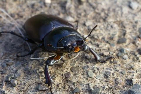 Close-up view of a shiny black beetle crawling on a textured surface under .. Stock Photos