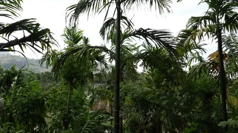 Close view of short height coconut trees Stock-Footage 156967616