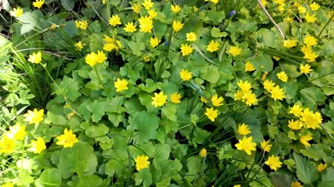 Close-up view of short yellow flowers swaying in the wind in spring Stock Footage 154182905