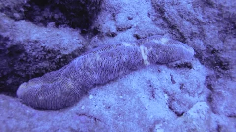 Close up view showcase of a Herpolitha limax Ctenactis Crassa laying at the bott Stock Footage 261682041