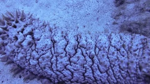 Close up view showcase of a pineapple sea cucumber laying at the bottom white sa Stock-Footage 261682134
