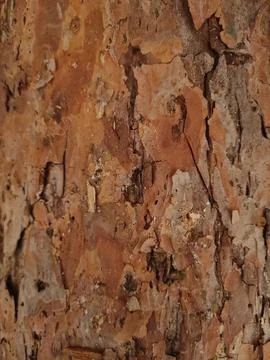 Close-up view showcasing detailed texture of tree bark, mobile photo, vertical Stock Photos