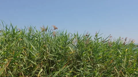 A close-up view showcasing lush green grass at İznik Lake 스톡 동영상 315219730