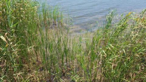 A close-up view showcasing lush green grass at İznik Lake Stock Footage 315220819