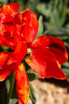 A close up view showcasing a vibrant red flower with a bee on it Stock Photos