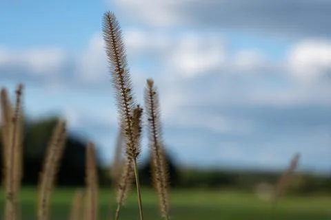 Close up view showing completely dry wild grass ears dancing Stock-Fotos