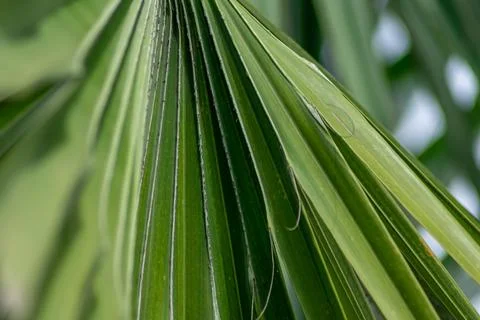 Close-up view showing the detail of beautiful tropical green fan leaf palm tr Stock Photos