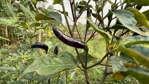 Close view shows multiple ripe purple chilies on a small plant in the garden Фото