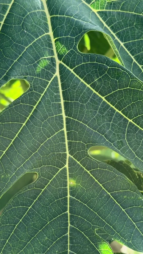 A close up view shows a papaya leaf gently swaying in the wind in slow motion Stock Footage 325717309