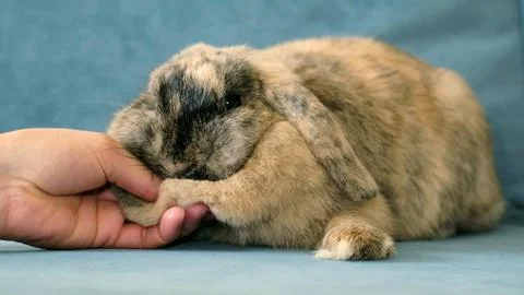 A close view shows a rabbit resting while a hand gently demonstrates its dewlap Stock Photos