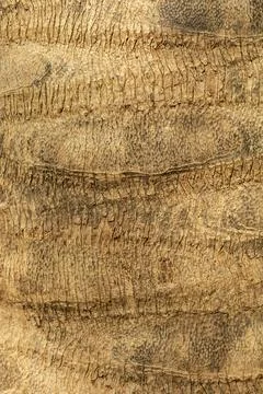 The close view shows a surface with natural patterns and textures from animal 스톡 사진