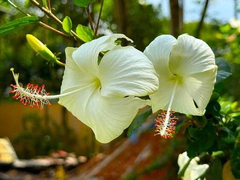 Close view shows two white hibiscus flowers blooming outdoors. The stamens ar Foto stock