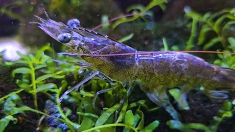 Close view of a shrimp Stock Footage 278022521