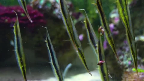 Close view of Shrimpfish Video stock 261392376