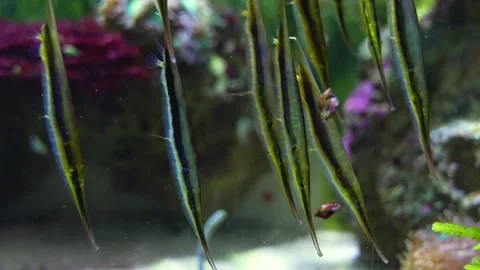 Close up view of Shrimpfish Stock Footage 261441945