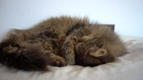 Close up view of Siberian cat sleeping on bed indoors Stock Footage 153999564