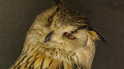 Close view of a Siberian eagle owl Stock Footage 274231507