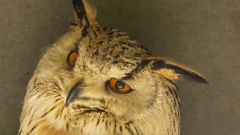 Close view of a Siberian eagle owl Stock Footage 274236025