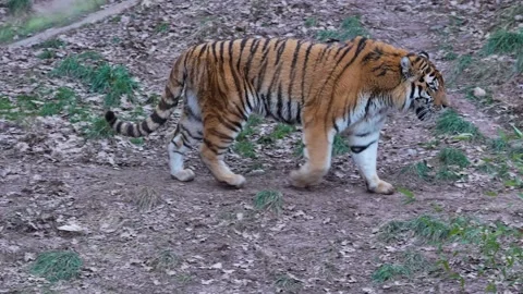 Close view of a sibirian tiger Stock Footage 263601044