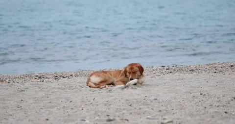 Close up view of sick dog lying on the beach Stock Footage 197640010