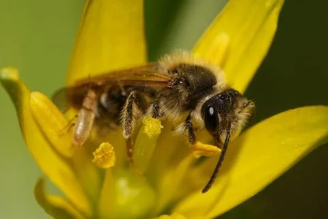 Close-up view of the side of bee Andrena collecting nectar in a yellow flower 写真素材