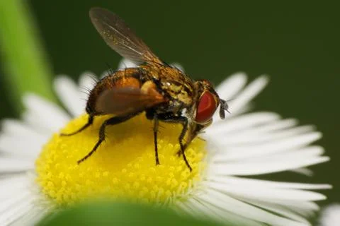 Close-up view of the side of the Caucasian fly Syrphidae Stock Photos