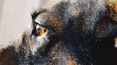 Close-up view of the side of the dog's eye. Dog looks out the window Stock Footage 106587214