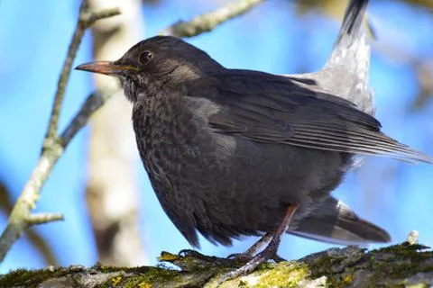 Close-up view of side of fluffy Thrush Turdus bird merula on branch Stock Photos