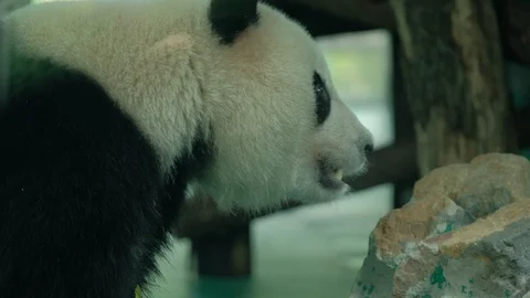 A close-up view of the side of the Giant Panda s head 스톡 동영상 113922982