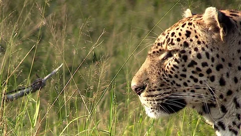 Close view of the side of a leopard’s face as it looks out into the Stock Footage 111687349