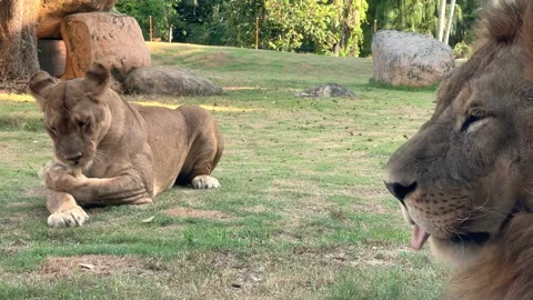 Close-up view of the side of the lion's head and muzzle  動画素材 199016016