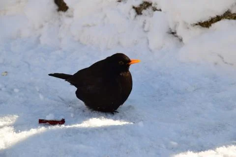 Close-up view of side of thrush Turdus merula on snow Stock Photos
