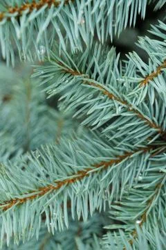 Close-up view of a side view of a blue twig of blue fir Picea pungens  Stock Photos